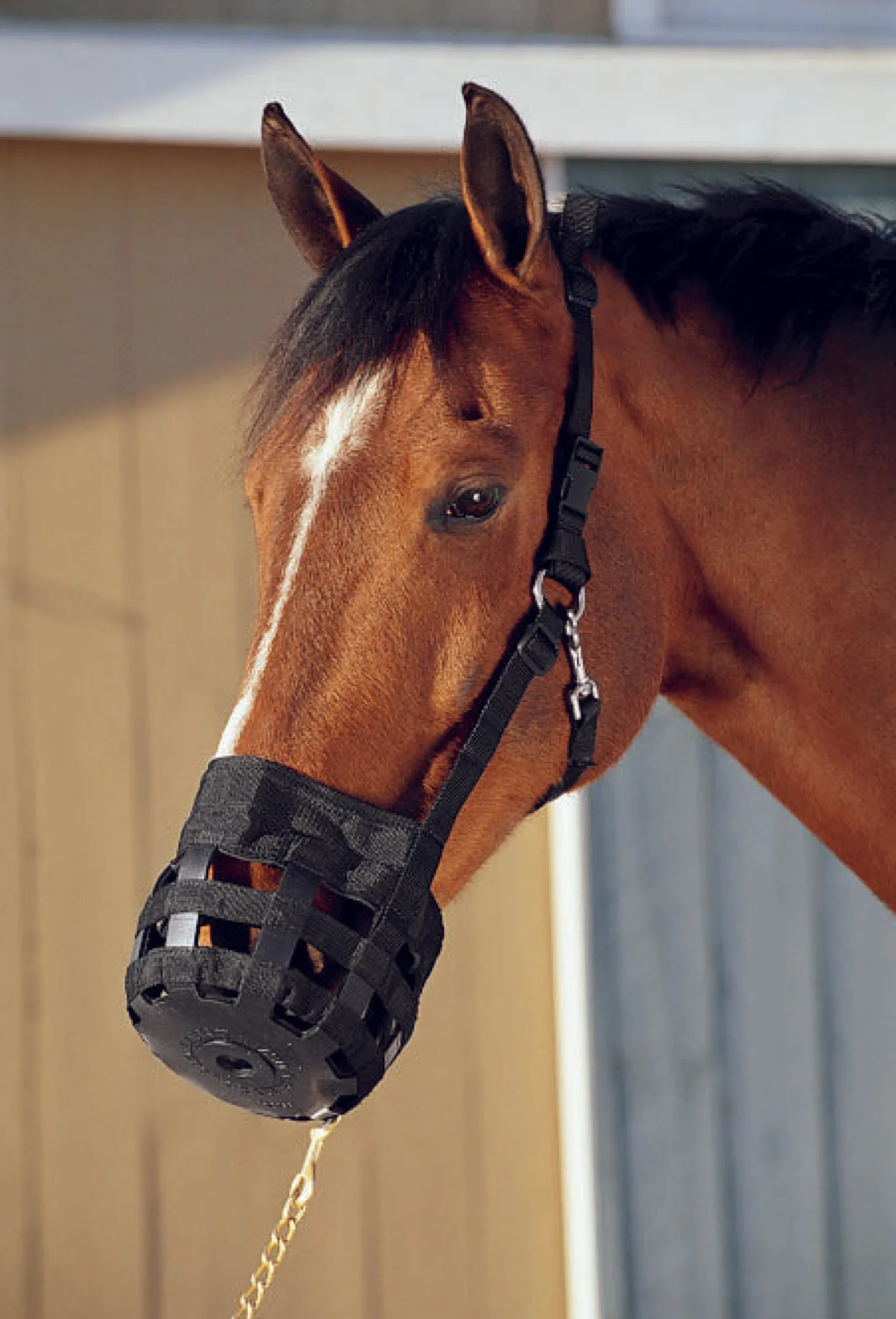 Best Friend® All-In-One Grazing Muzzle