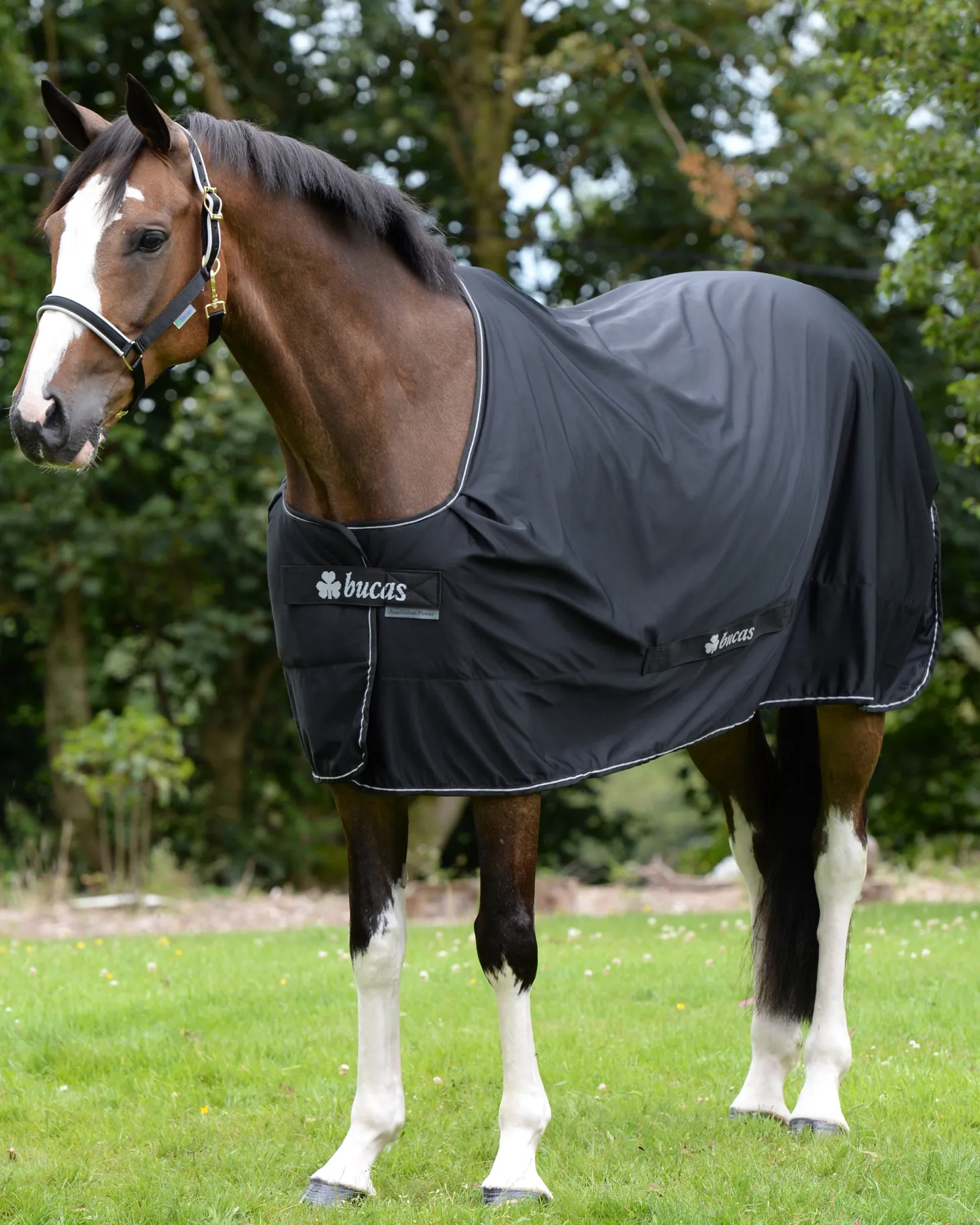 Bucas Power Classic Cooler