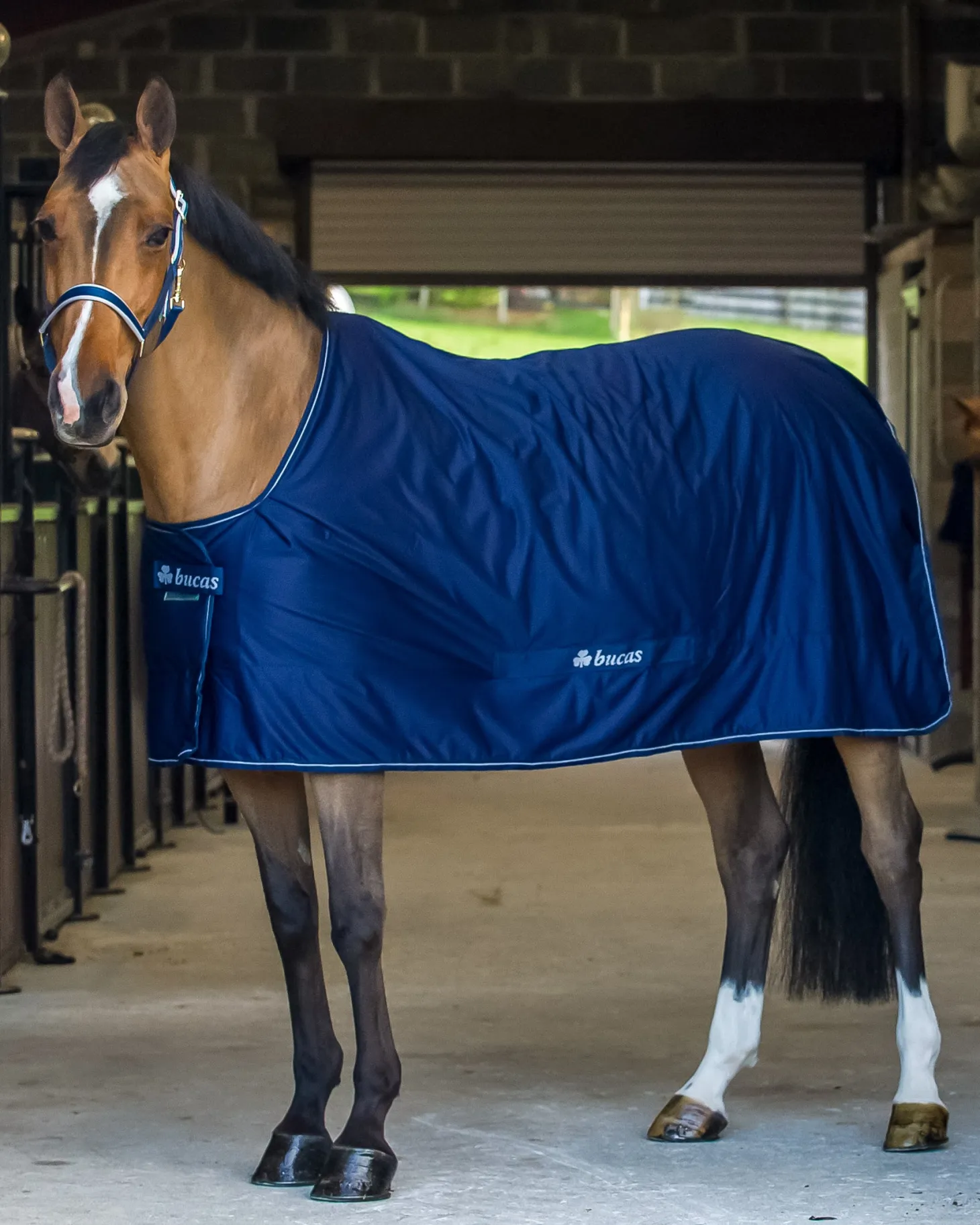 Bucas Shamrock Power Cooler