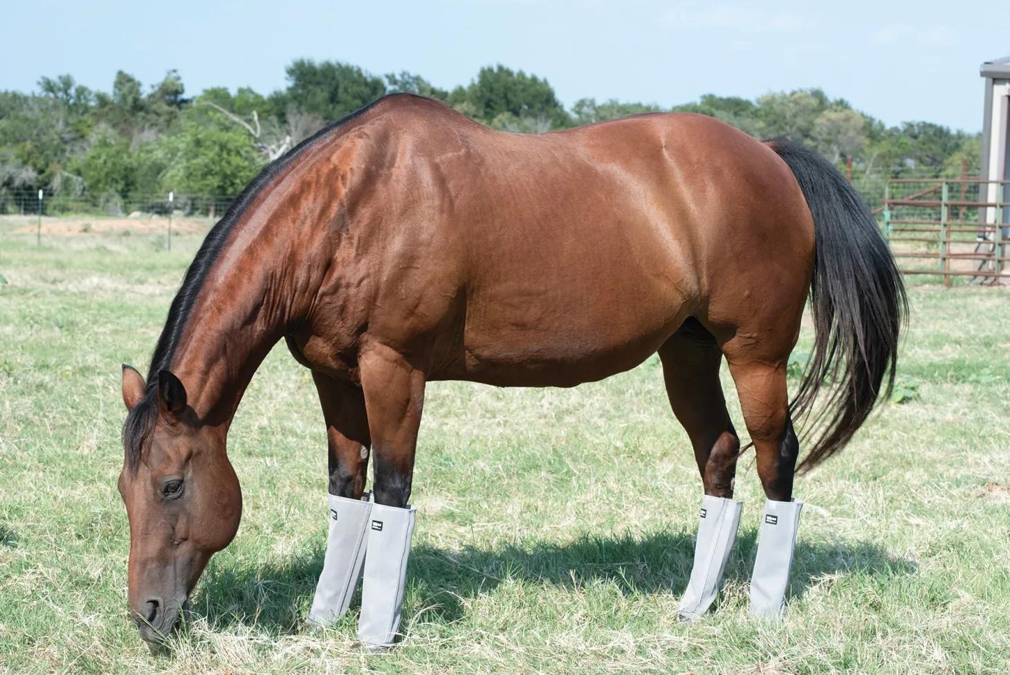 Cashel® Leg Guards - Set of 4