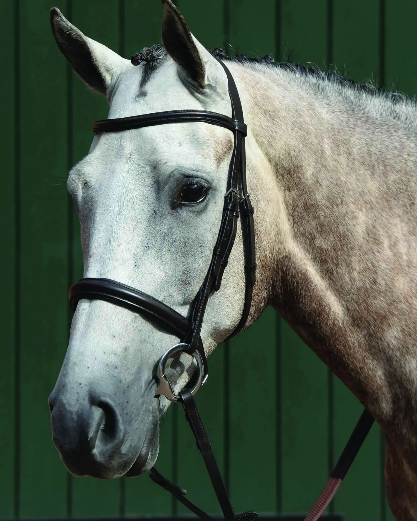 Collegiate® Essential Padded Raised Caveson Bridle