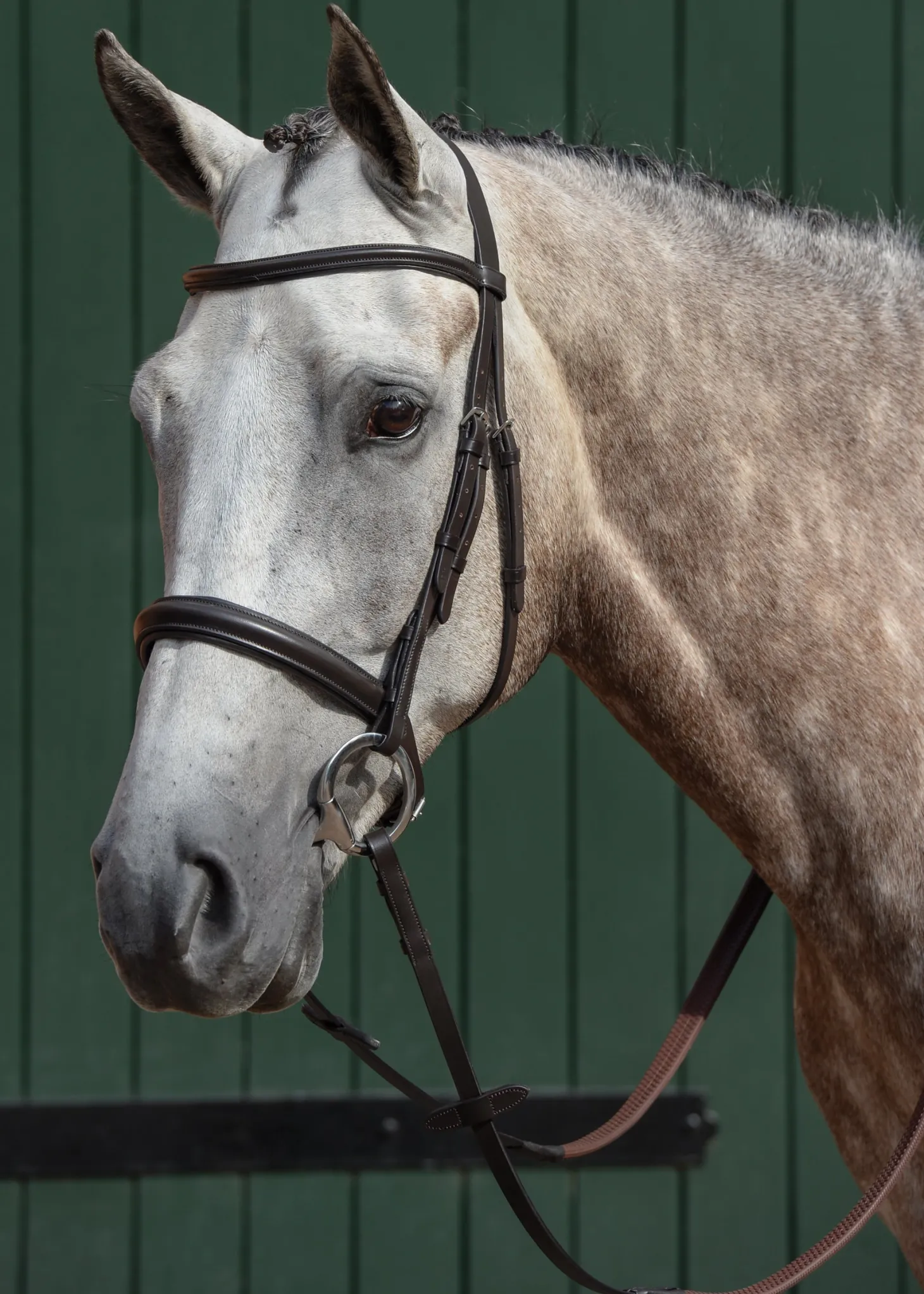 Collegiate® Essential Padded Raised Caveson Bridle