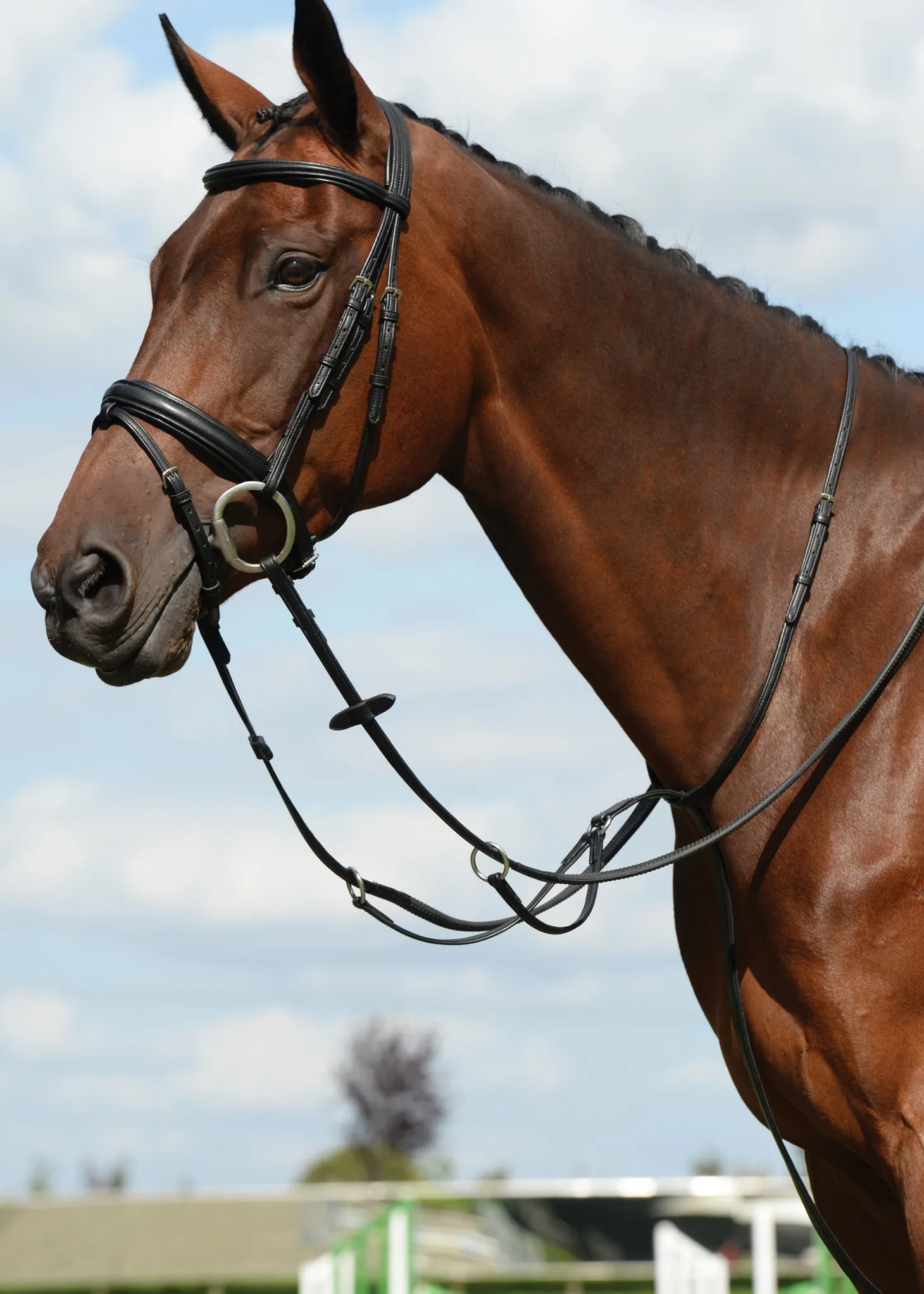 Collegiate® Syntovia+ Plain Flat Running Martingale
