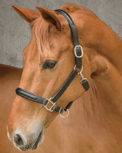 DS Classic Plain Raised Padded Halter