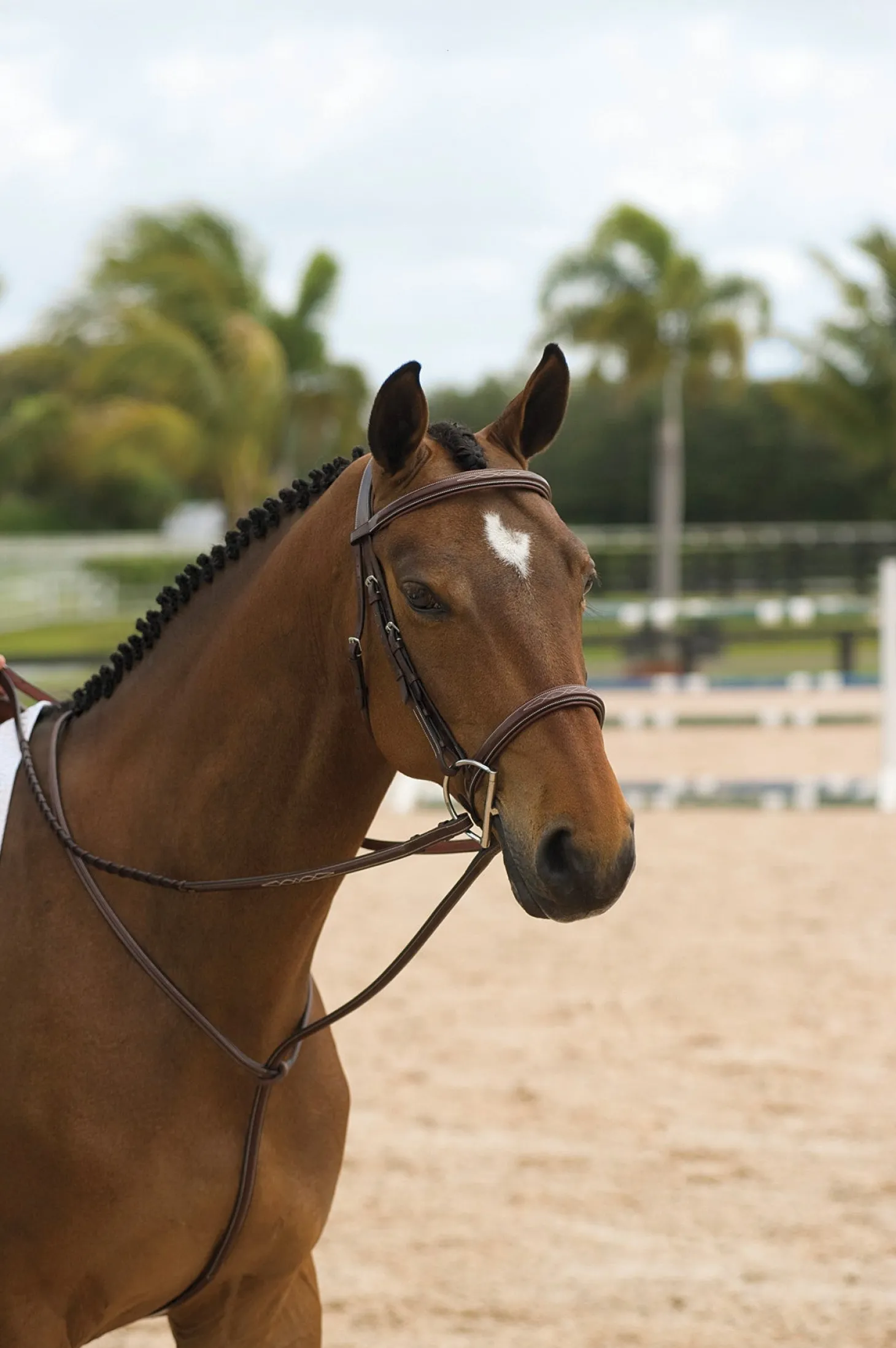 Dy'on® Standing Martingale