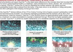 EquiOtic™ 60cc Syringe