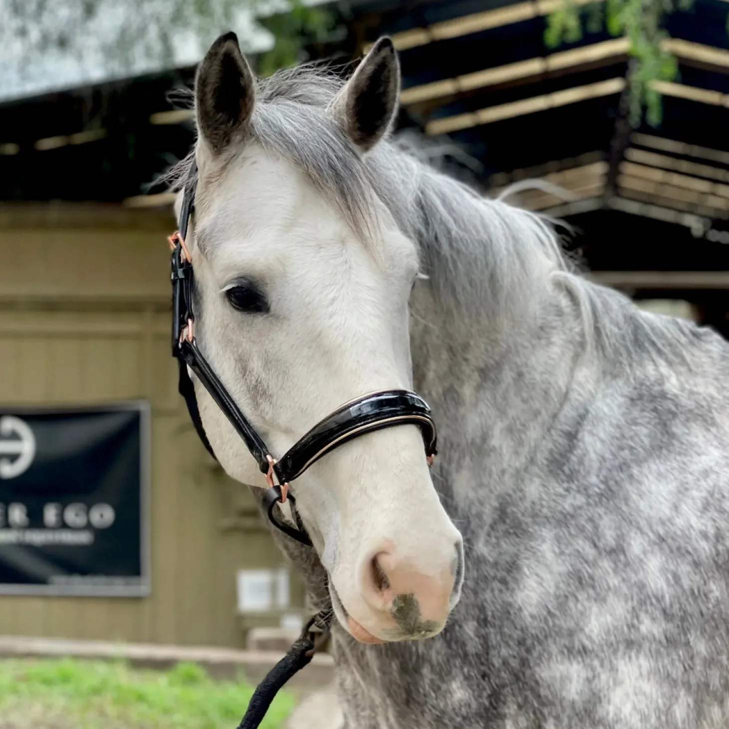 Halter Ego® Catalonia Halter