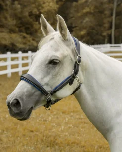 Henri de Rivel Cahill Padded Halter