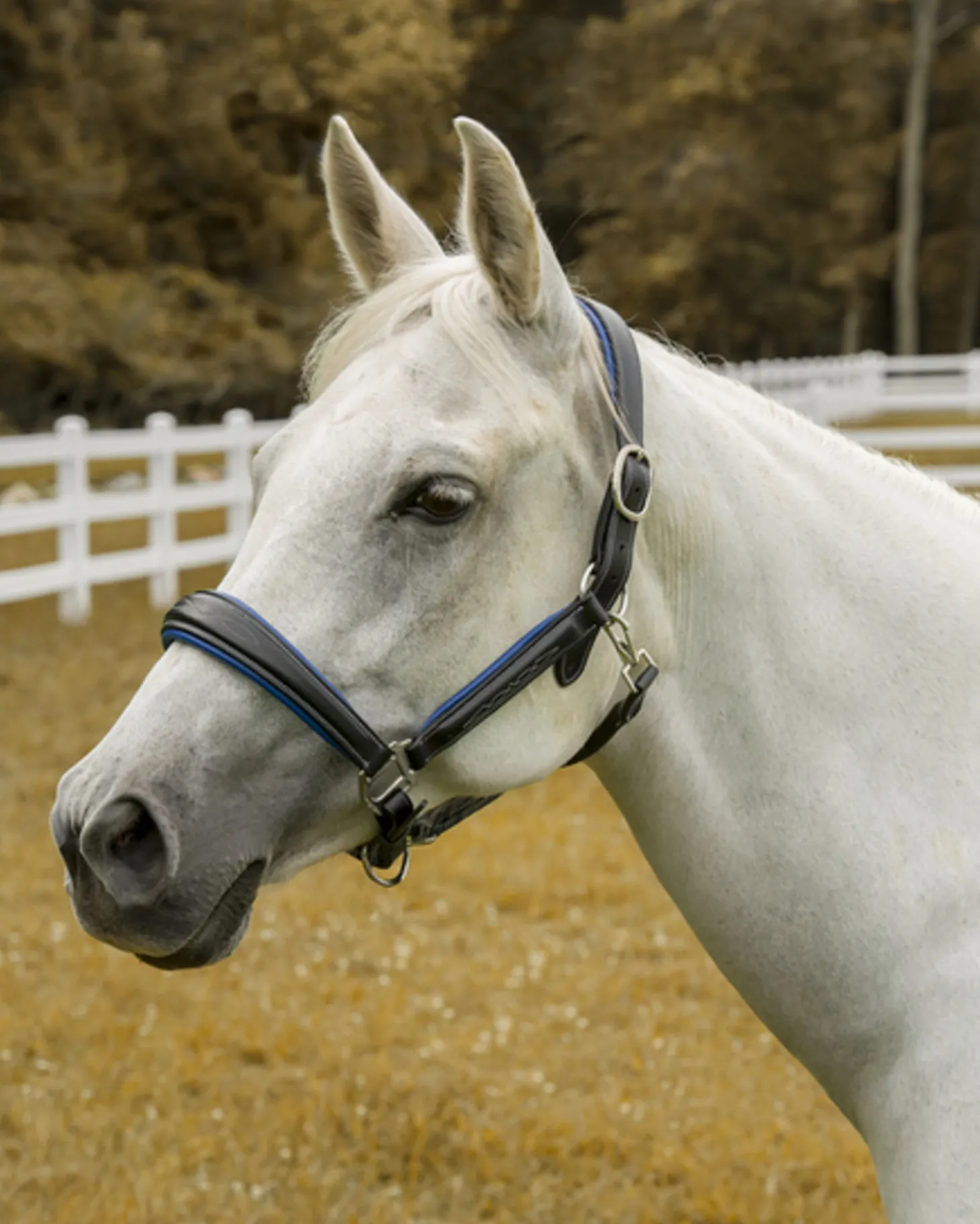 Henri de Rivel Cahill Padded Halter