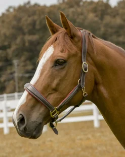 Henri de Rivel Cahill Padded Halter