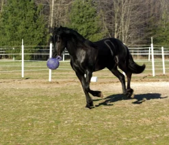 Horsemen's Pride™ Jolly Ball®