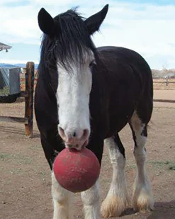 Horsemen's Pride™ Jolly Ball®