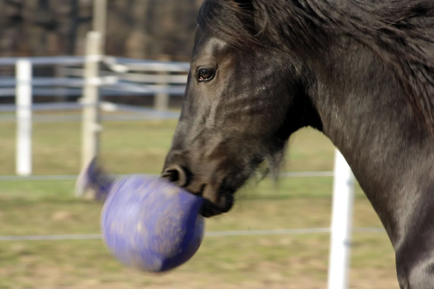 Horsemen's Pride™ Scented Jolly Ball®