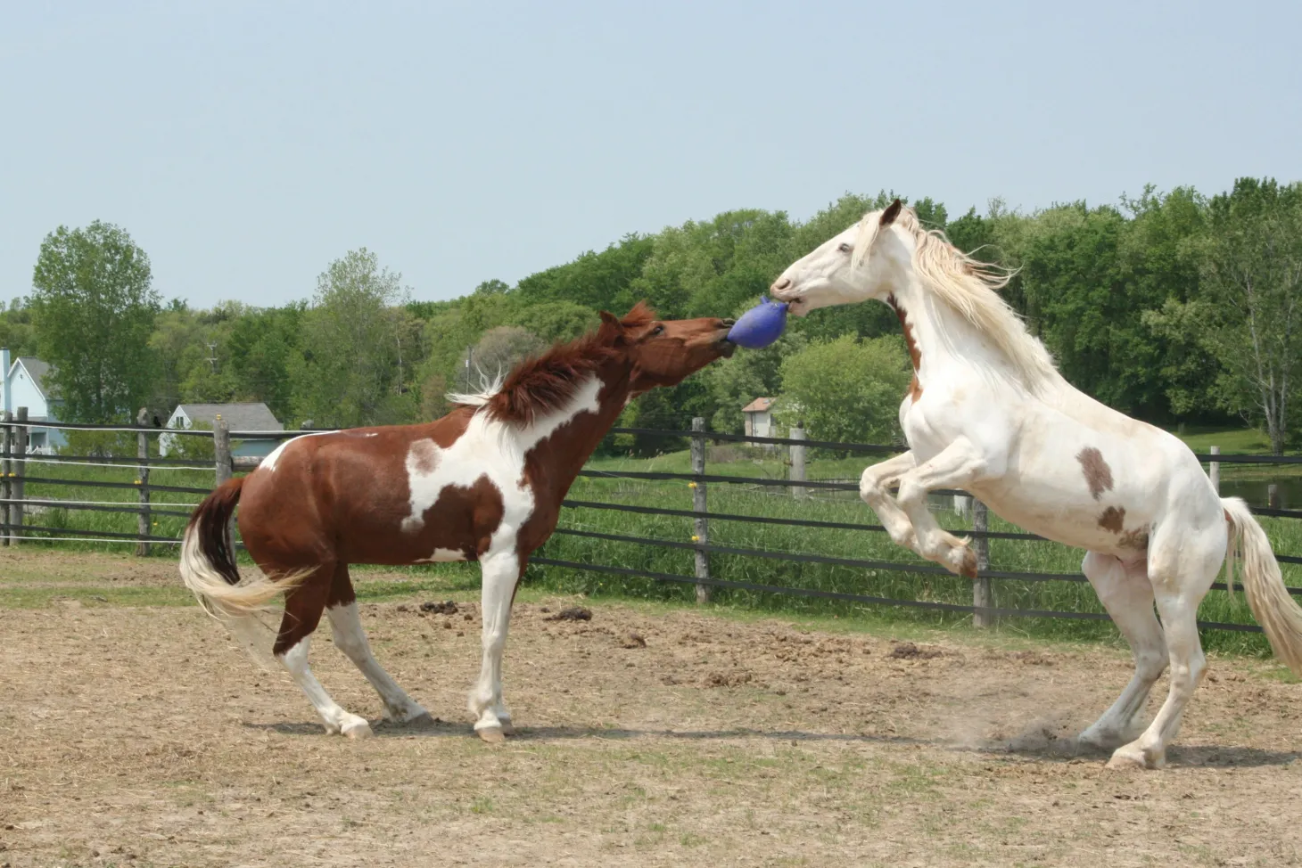 Horsemen's Pride™ Scented Jolly Ball®