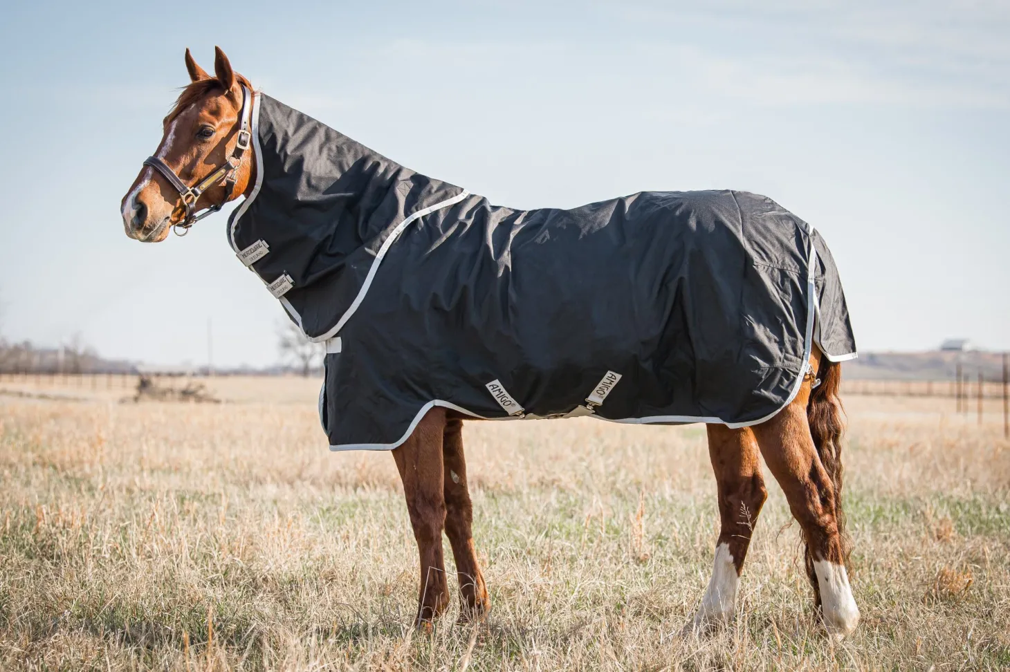 Horseware Ireland® Amigo® Stock Horse Plus Turnout Light