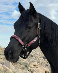 Kensington™ Premium Breakaway Halter