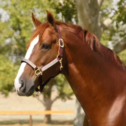 Kensington™ Premium Breakaway Halter