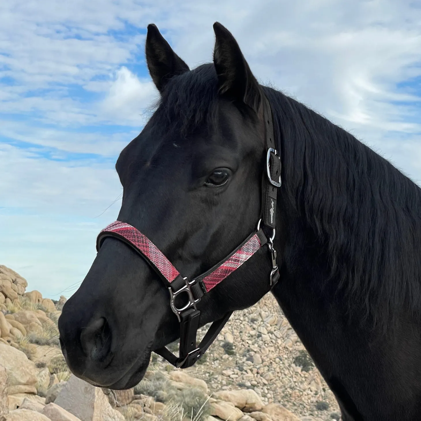 Kensington™ Premium Halter