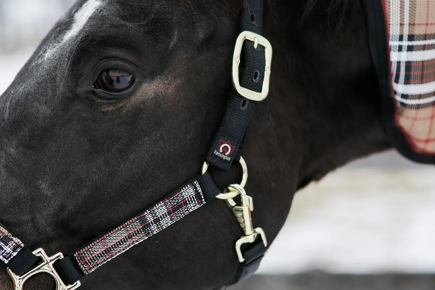 Kensington™ Premium Halter