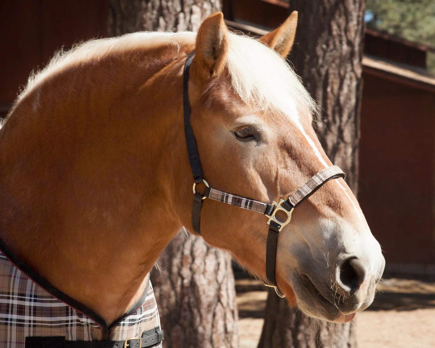Kensington™ Premium Halter