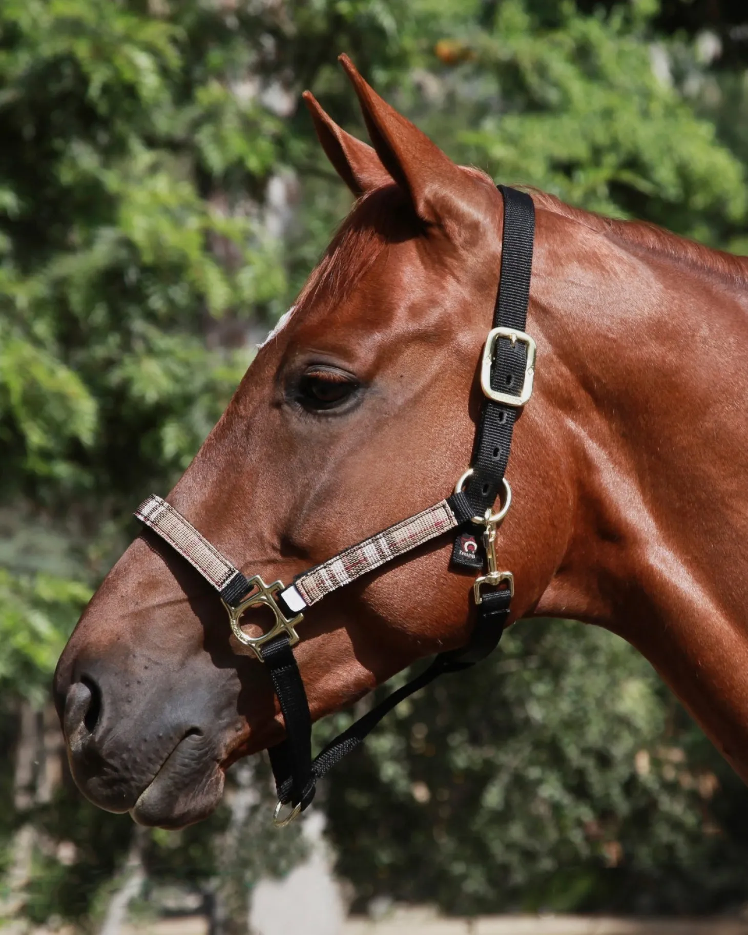 Kensington™ Premium Halter
