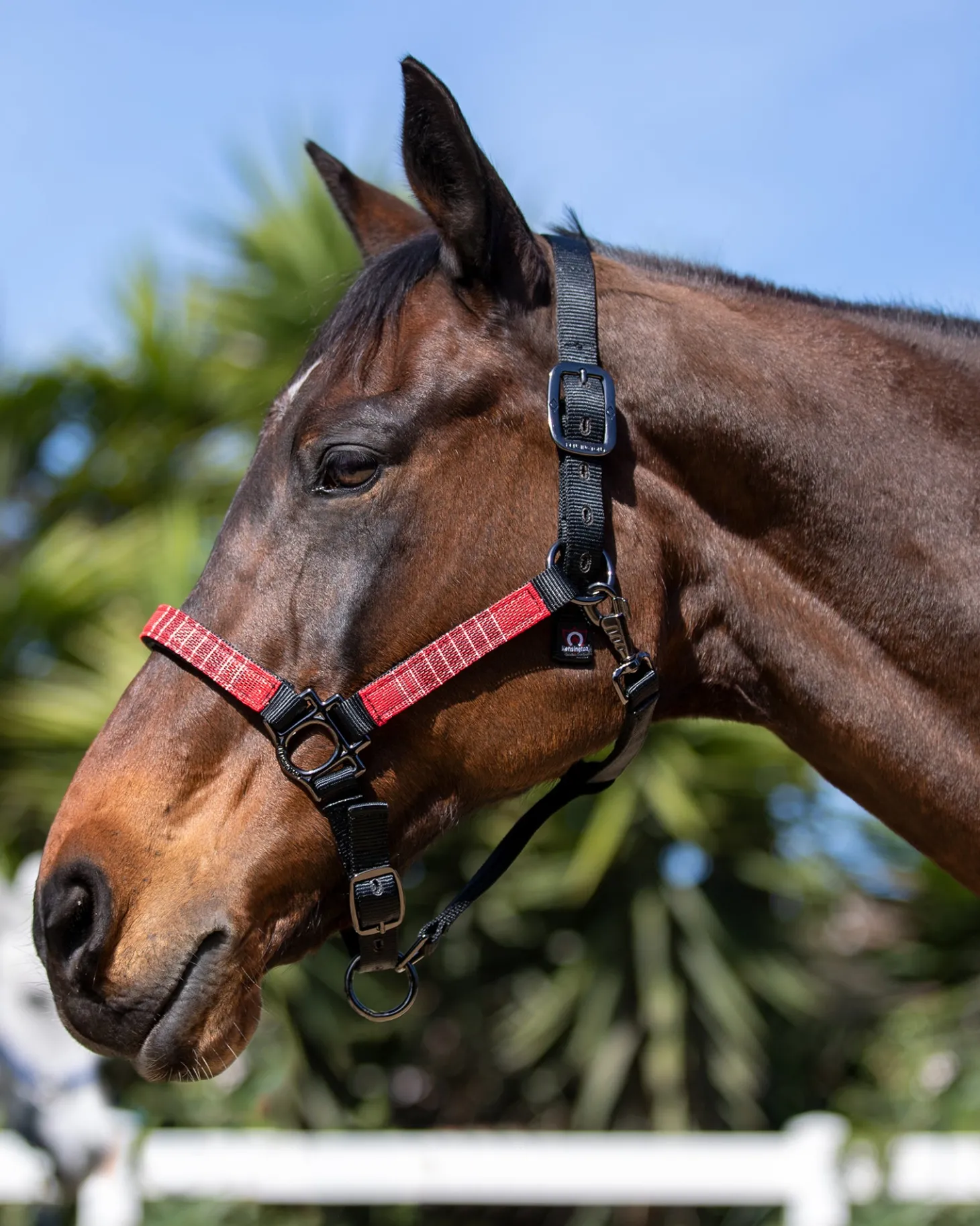 Kensington™ Premium Halter