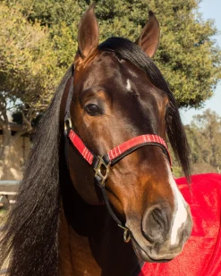 Kensington™ Premium Halter