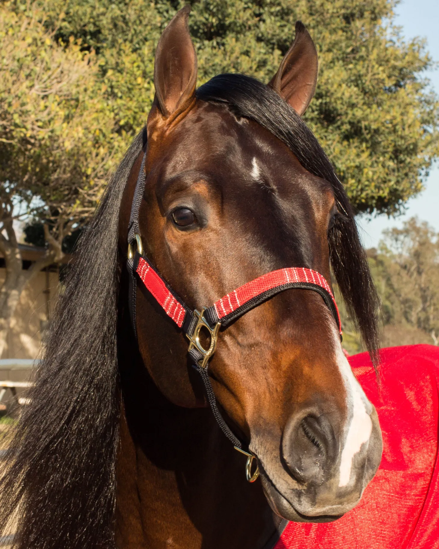 Kensington™ Premium Halter