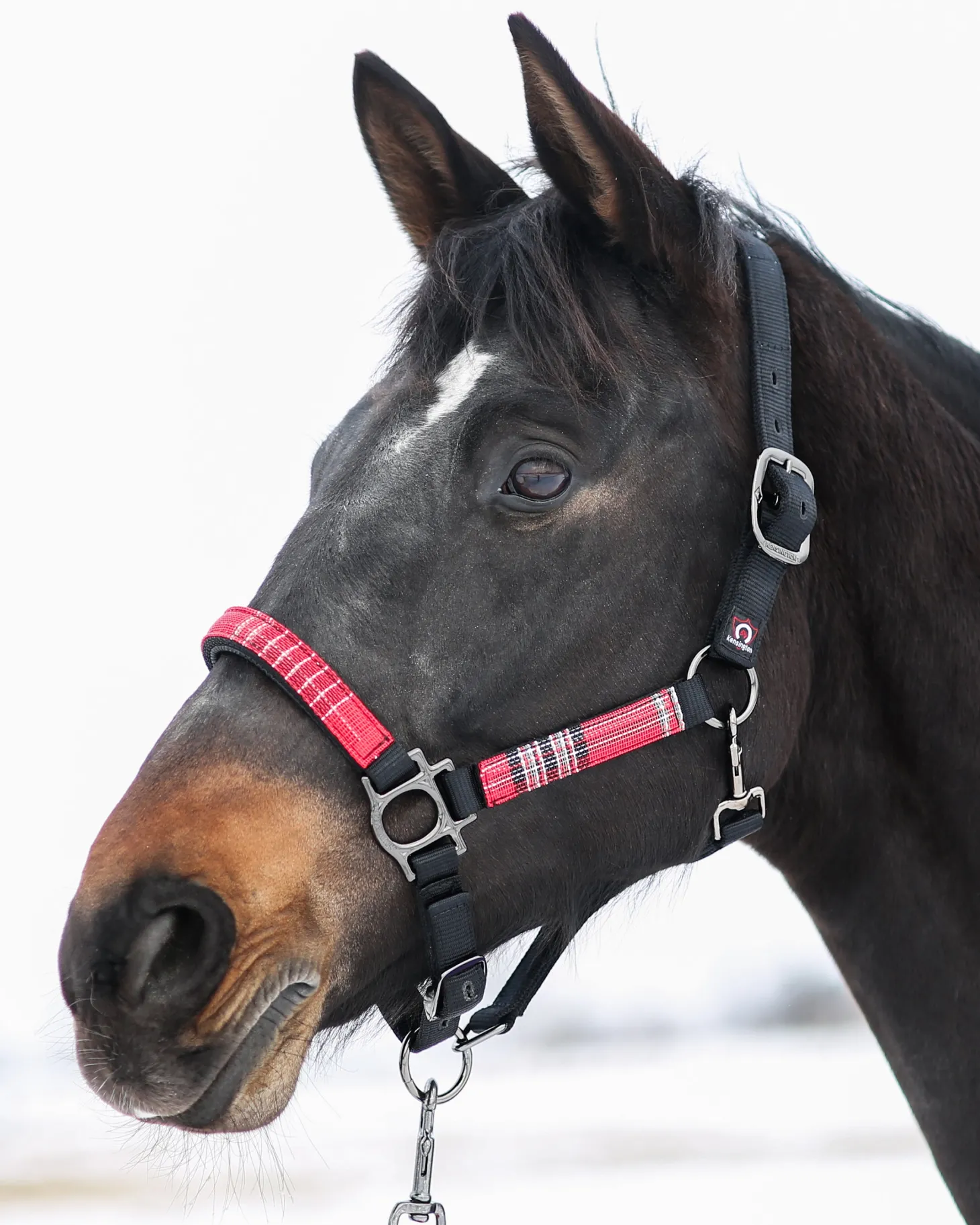 Kensington™ Premium Halter