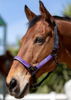 Kensington™ Premium Halter