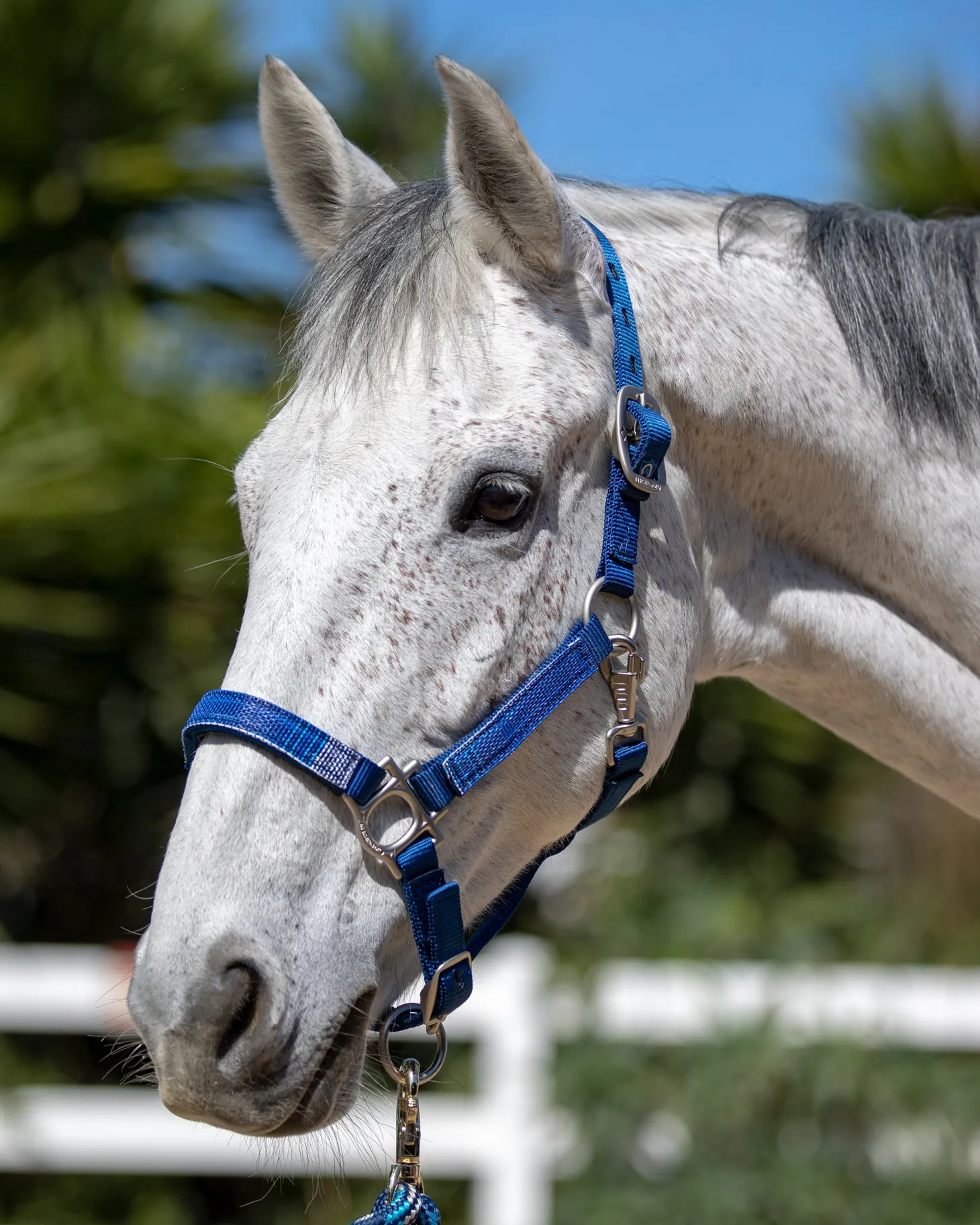 Kensington™ Premium Halter