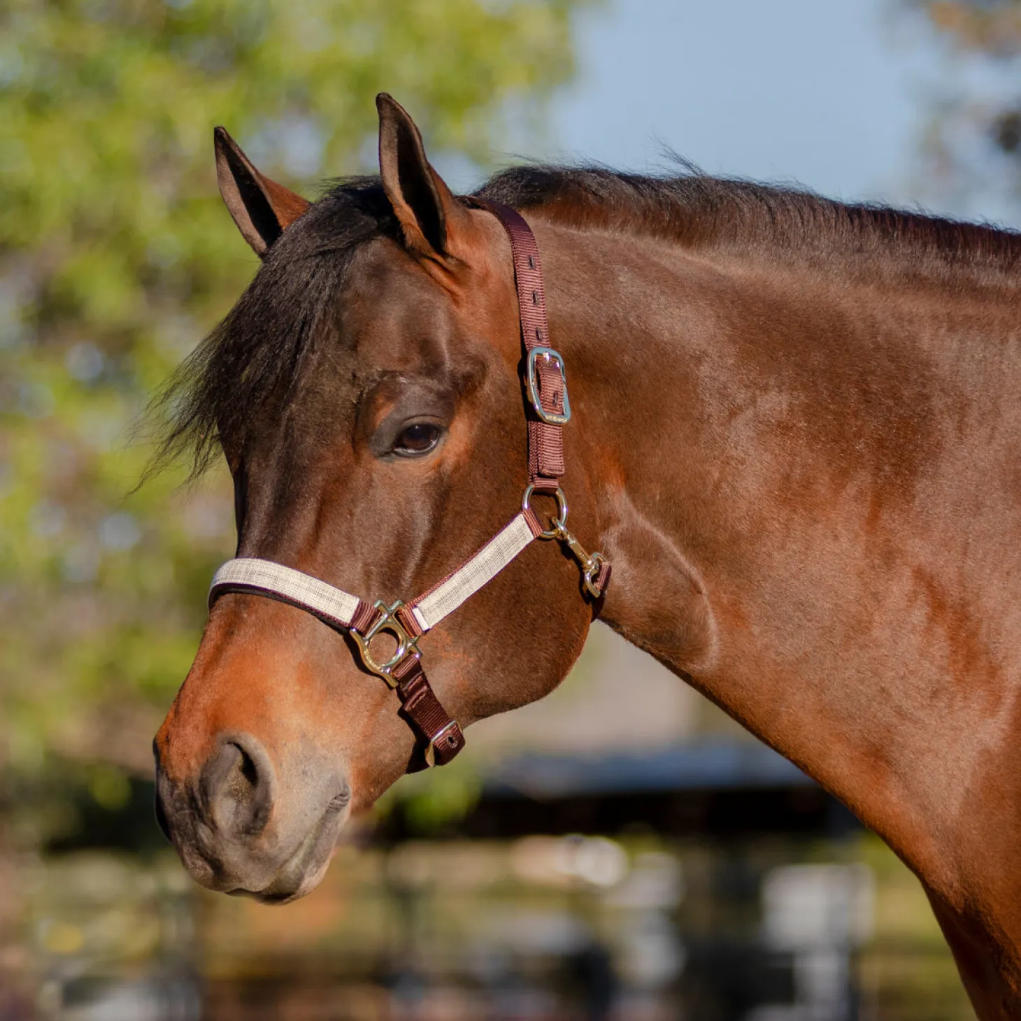 Kensington™ Premium Halter