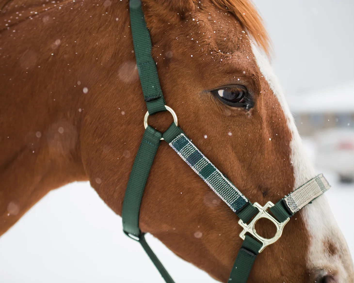 Kensington™ Premium Halter