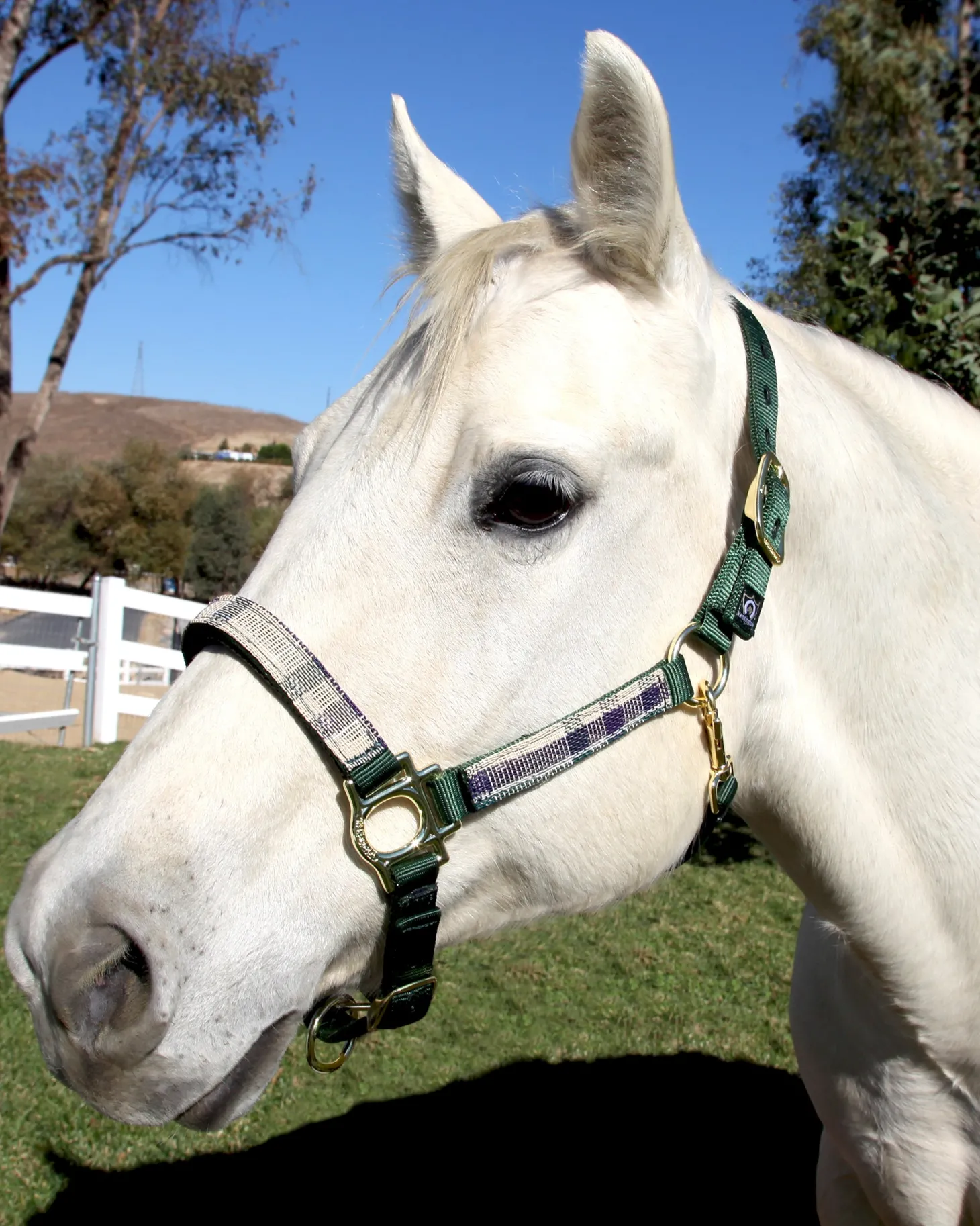 Kensington™ Premium Halter