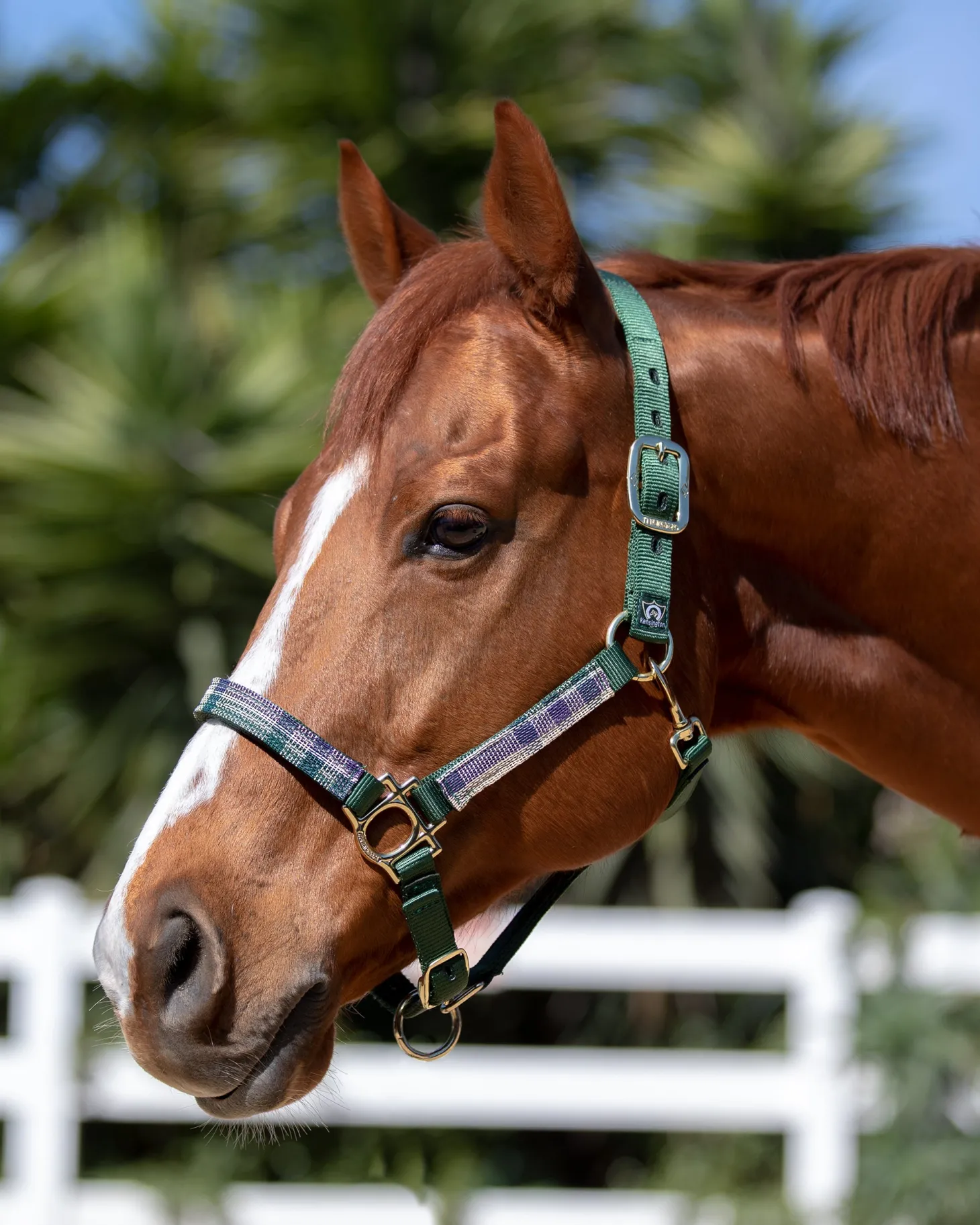 Kensington™ Premium Halter