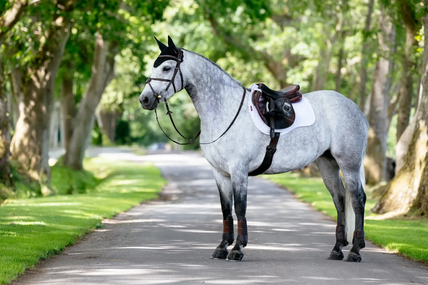 LeMieux® Suede GP Saddle Pad