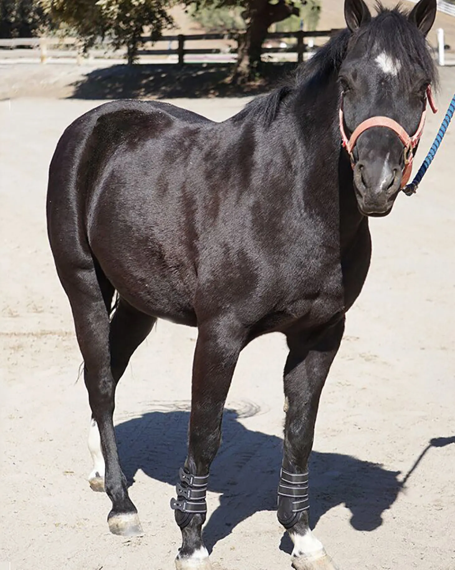 Majyk Equipe® Leather Jump Boots with Removable Impact Liners (Snap Closure)