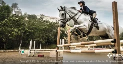 Panacur Paste Dewormer