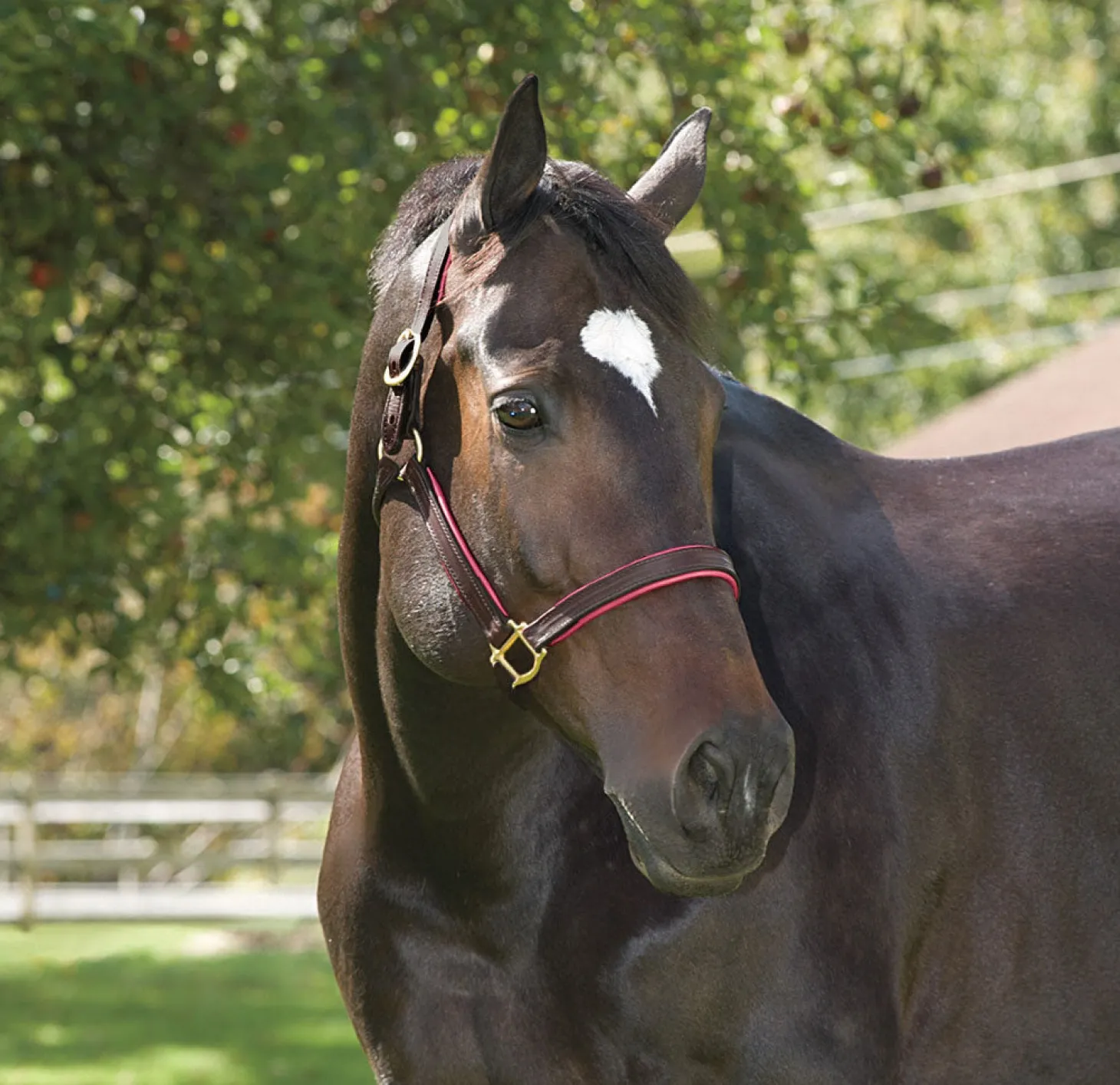 Perri’s® 1" Padded Leather Halter