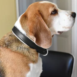 Perri’s® Padded Leather Nameplate Dog Collar