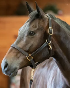 Perri’s® Track Style Turnout Halter with Snap