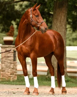 Perri’s® Twisted Leather Halter