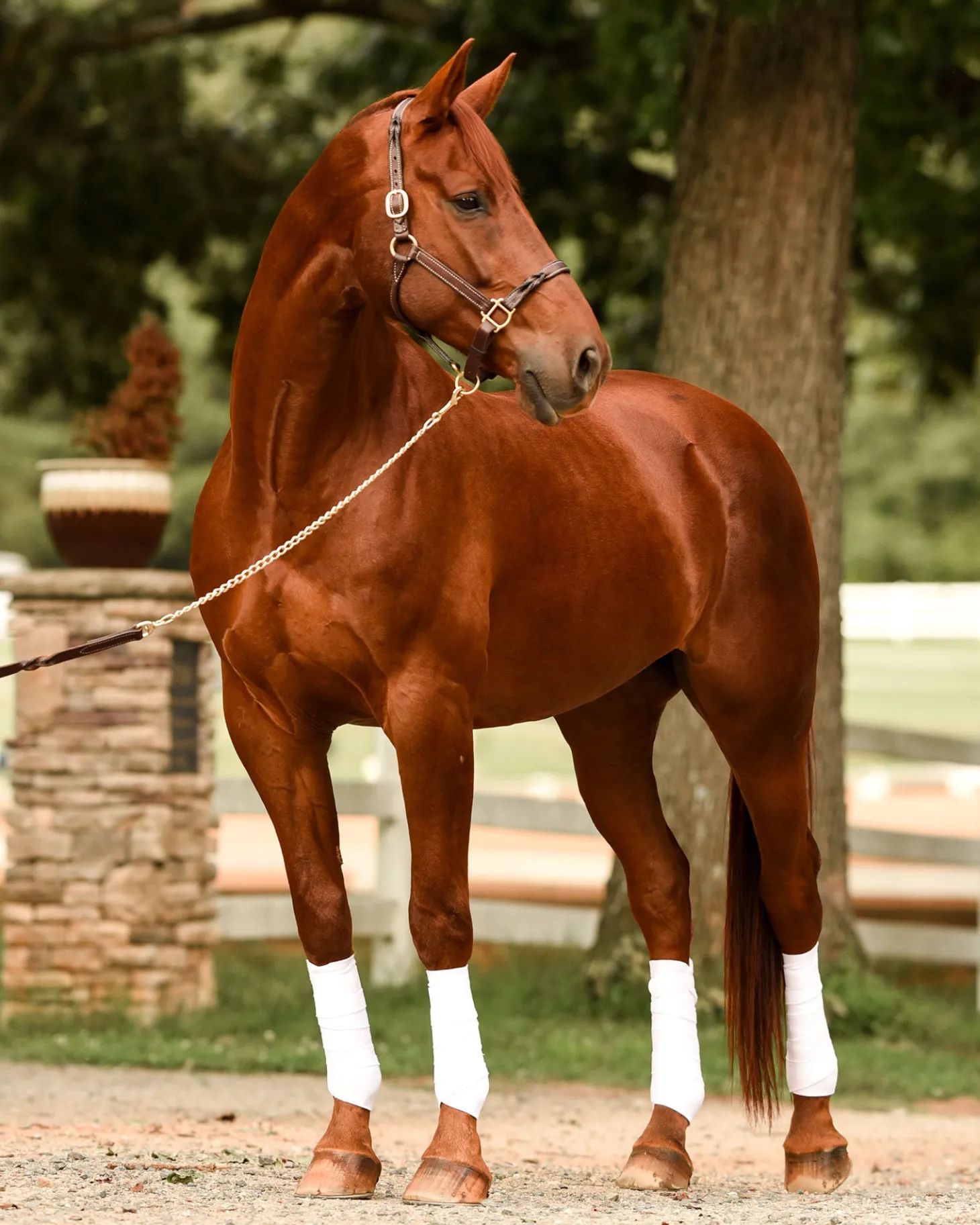 Perri’s® Twisted Leather Halter