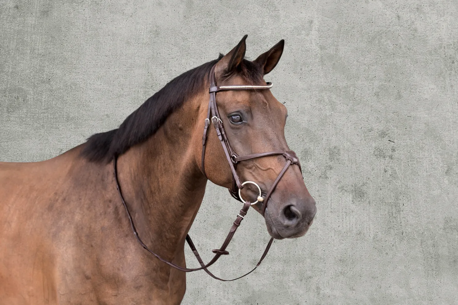 Schockemöhle Rio Select Anatomic Figure-8 Bridle