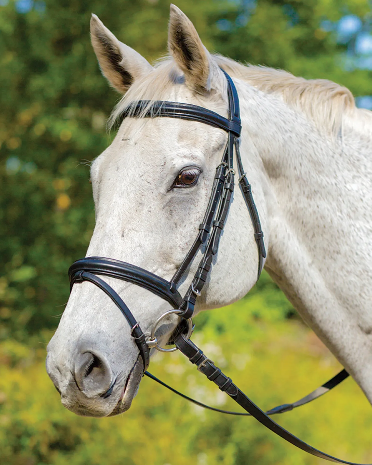 Shires Avignon Louisville Bridle