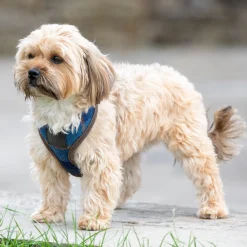 Shires Digby & Fox Tweed Dog Harness