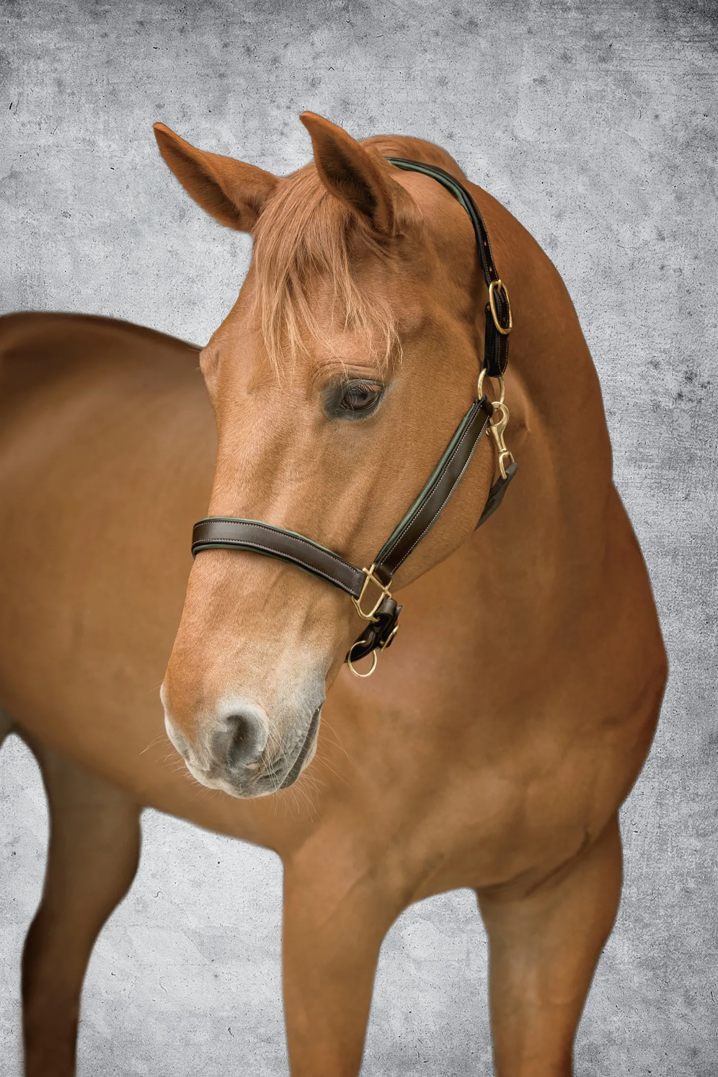 Suffolk™ Lined Halter