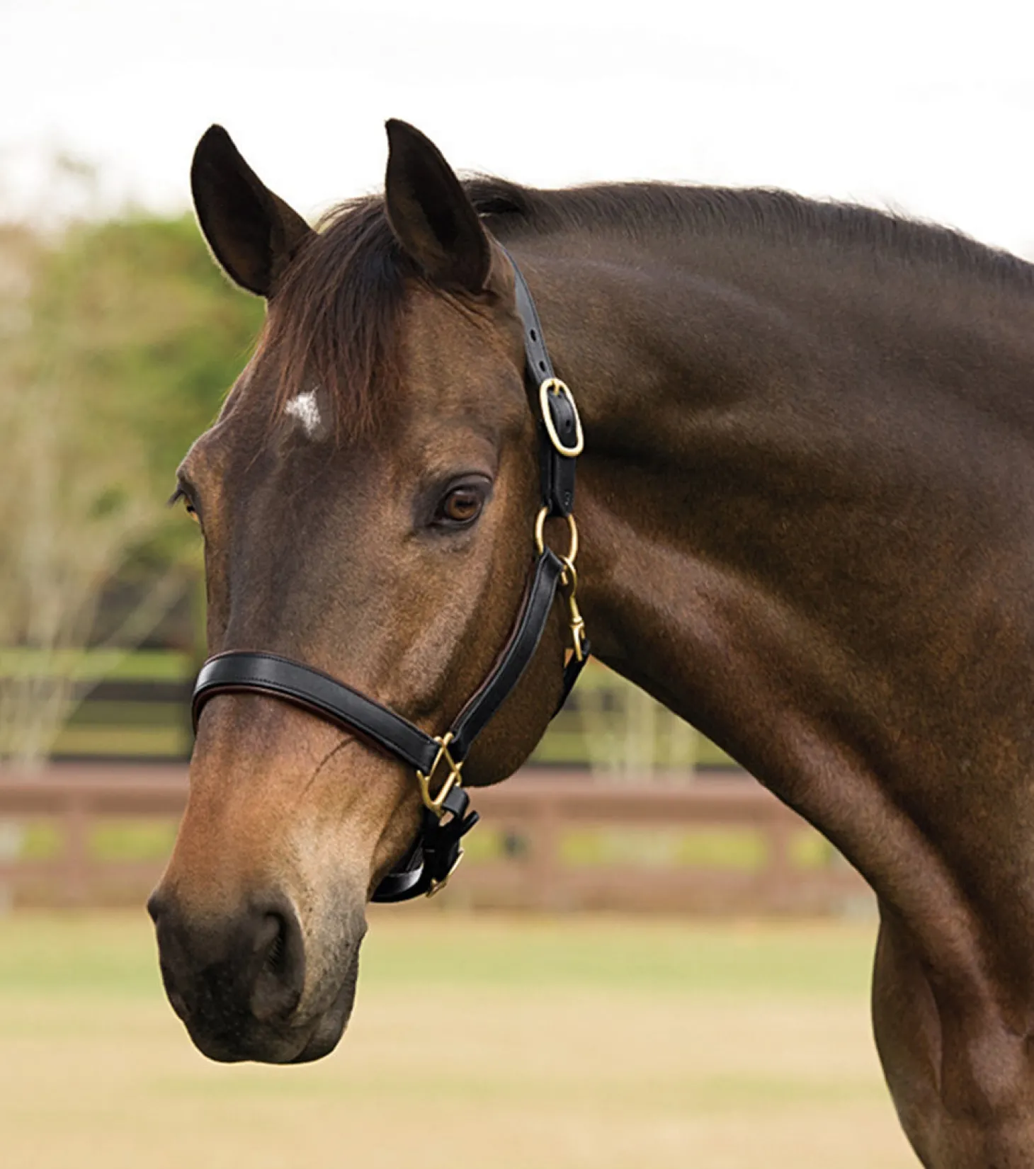 Suffolk™ Lined Halter