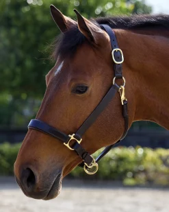 Suffolk™ Everyday Halter