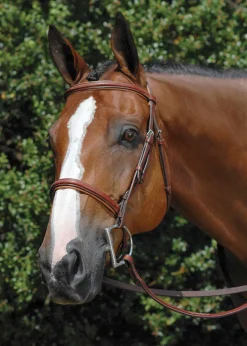 Vespucci Fancy Raised Hunter Bridle